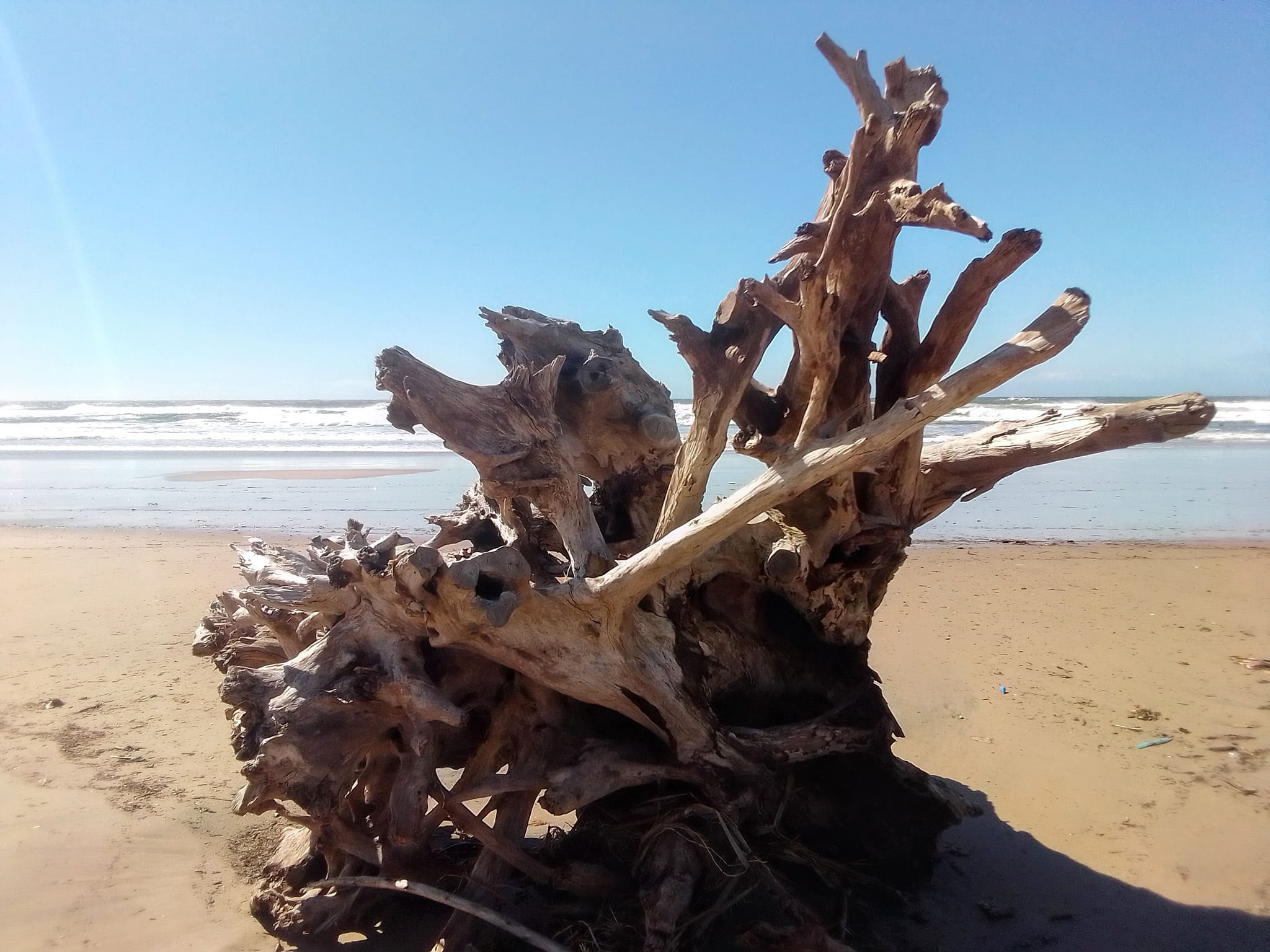 Abstract Driftwood Sculptures
