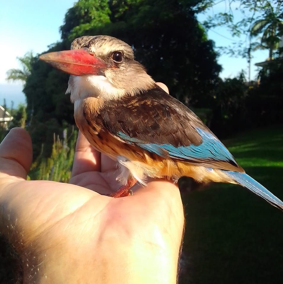 Majestic Kingfisher Print