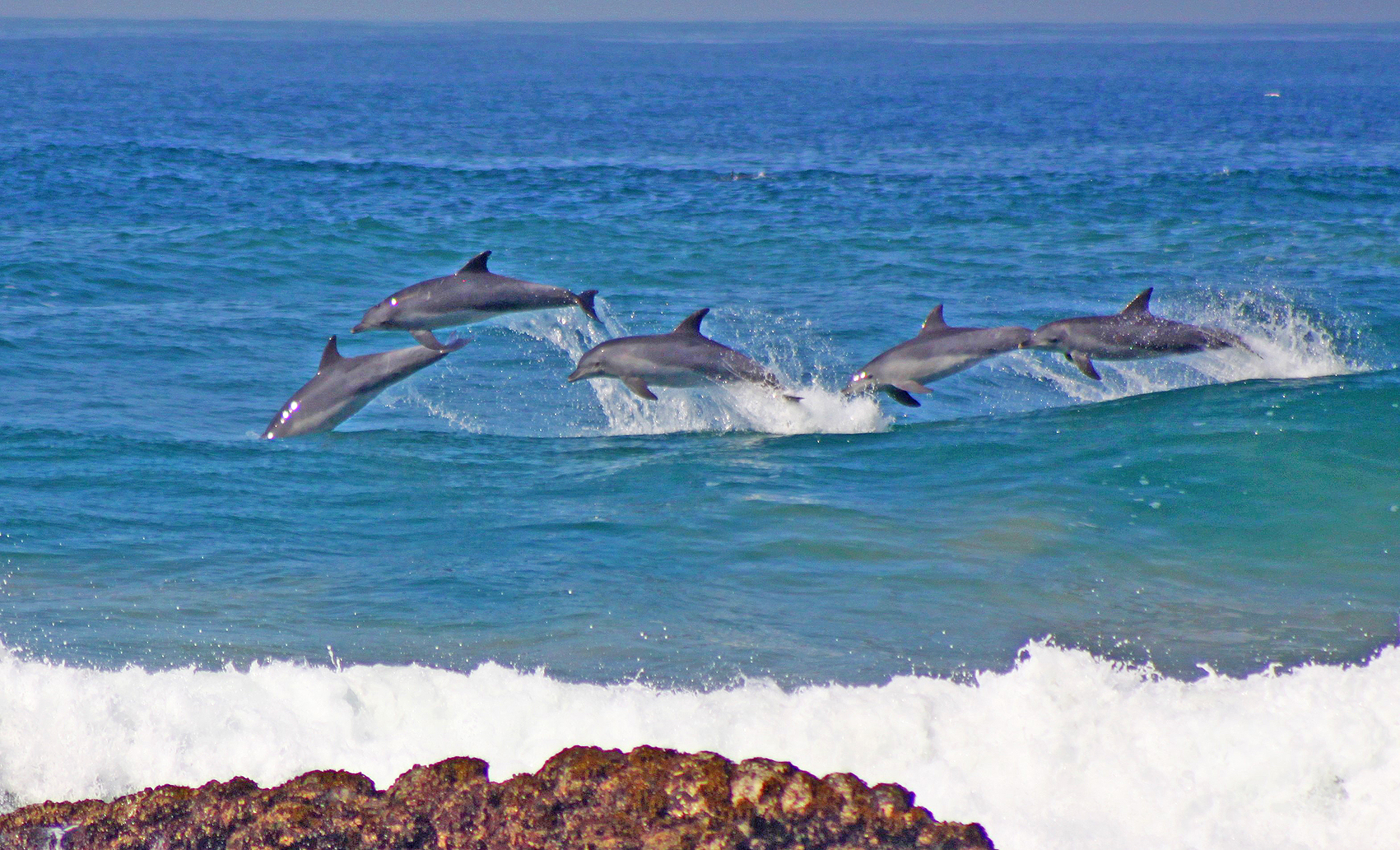 Dolphin's Serenity Print